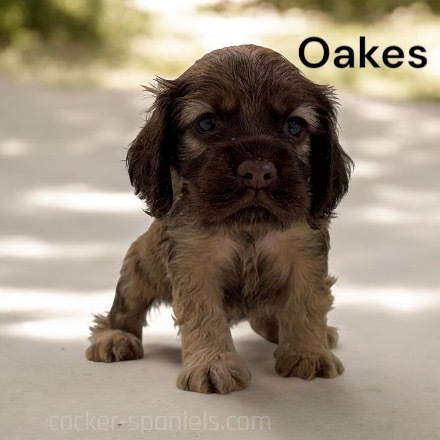 puppy, for, sale, Cocker Spaniel, Joe & Cherri  Overlease, dog, breeder, Miller, MO, dog-breeder, puppy-for-sale, forsale, nearby, find, puppyfind, locator, puppylocator, aca